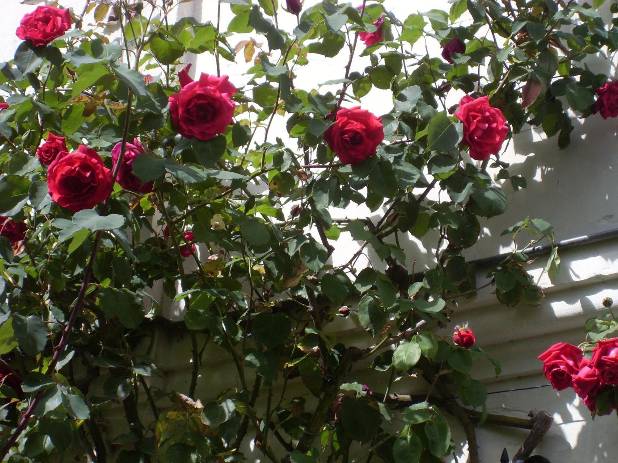 La Heraudiere Bed & Breakfast Tours Kamer foto